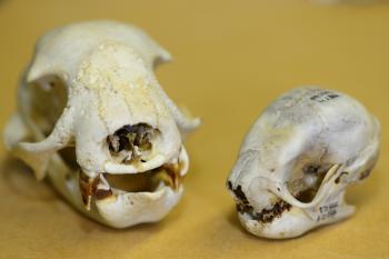 The Philip L. Wright Zoological Museum – Mark D. Scherz, MSc