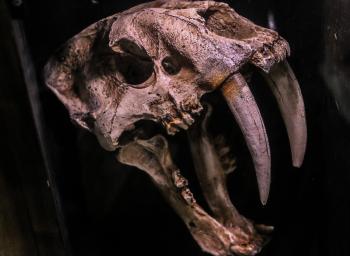 Extinct Animal Skull
