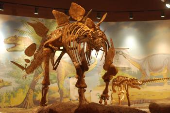 The Most Famous Extinction – Phenomena