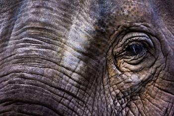 Elephant Eye
