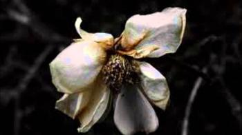 Shriekback- Faded Flowers (1985) - YouTube