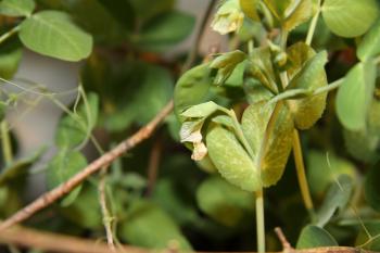 File:Faded flower of Pisum sativum.JPG - Wikimedia Commons