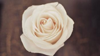 Faded Rose Background | Honeysuckle Life