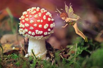 Fairy and the Mushroom