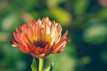 Fall Flower | Butterflies and Blossoms | Scott Smith Photography