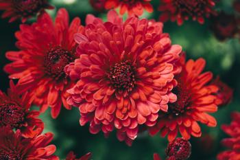 Beautiful Fall Flowers Wallpaper (50+ images)