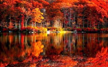 Fall Foliage Wallpaper (55+ pictures)