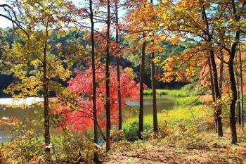 Fall Foliage | Arklahoma Hiker