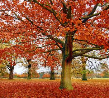 New England Fall Foliage - Places to See Foliage In & Around Boston