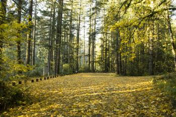 Fall Leaves, Oregon