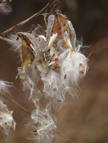 Fall milkweed
