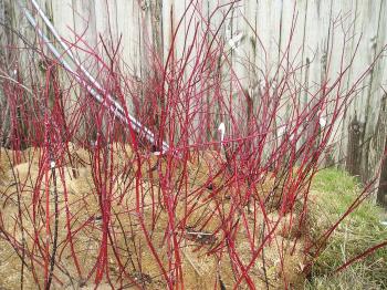 5 Shrubs to Propagate in Late Fall or Winter (Hardwood Cuttings ...