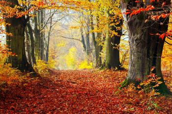 Fall Season Allergies in Dogs - Symptoms, Causes, Diagnosis ...