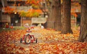 Fall Season 764856 - WallDevil
