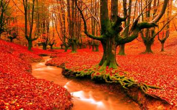 Leaves: Leaf Season Autumn Forest Tree Seasons Nature Fall Color ...