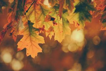 10 Color Palettes (and HEX Codes) Perfect for the Autumn/Fall Season ...