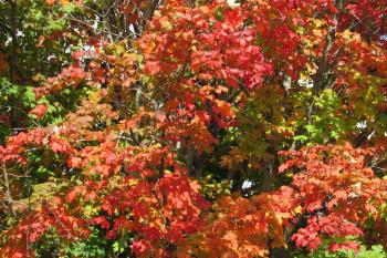 Florida gardeners can embrace the fall season - Orlando Sentinel