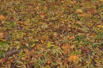 Photo 2183-21: Fallen ash leaves in lower area in Sergievka Park ...