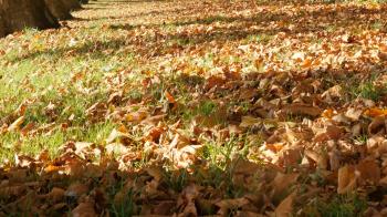 Early autumn leaves yellow colorful natural background close-up 4K ...