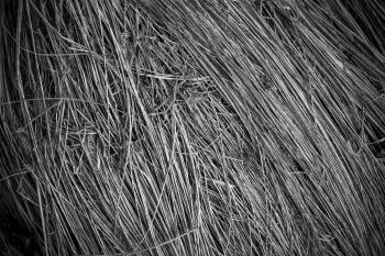 Fallen Grass Texture