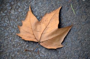 Fallen Leaf Free Stock Photo - Public Domain Pictures