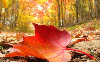 Fallen Leaf 559415 - WallDevil