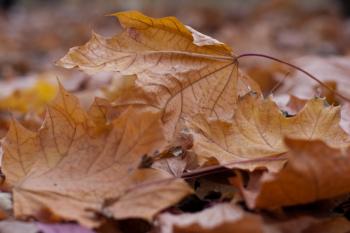 Leave Leaves Alone