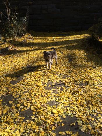fallen leaves | Out walking the dog