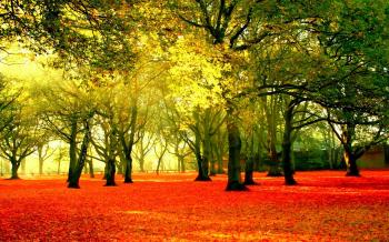 Autumn Sun Red Fallen Leaves : Wallpapers13.com
