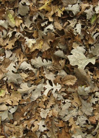 Fallen Leaves Texture