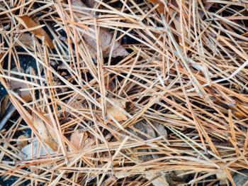 Fallen Pine Leaves on Concrete – MMT