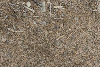 Free Textures: Teanaway Forest Ponderosa Pines & Foliage ...