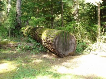 File:Fallen Tree (2451075658).jpg - Wikimedia Commons