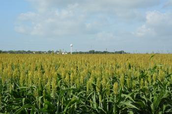 Stiles Farm Field Day scheduled June 16 in Thrall | AgriLife Today