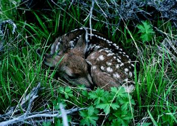 Fawn in the Jungle