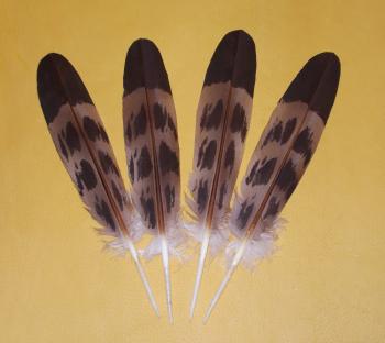 Eagle Feathers – Hand-Painted | Inner Circle Trade Company