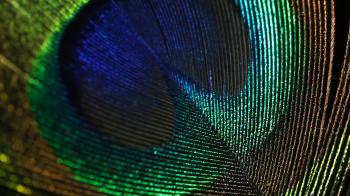 Peacock feather closeup Stock Video Footage - VideoBlocks