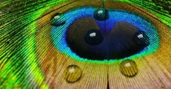 close up or macro of a colorful peacock feather with a drop resting ...