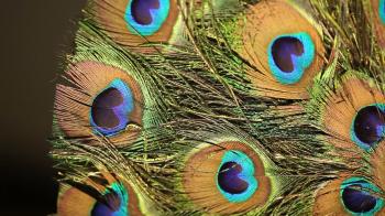 Peacock feather closeup Stock Video Footage - VideoBlocks