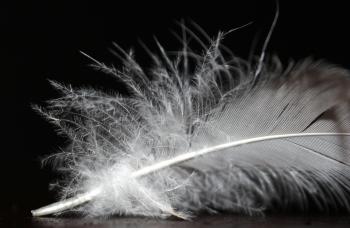 Feather Closeup