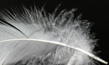 Feather Closeup