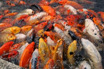 File:Koi feeding, National Arboretum.jpg - Wikipedia