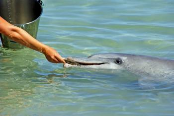 Feeding the Dolphin