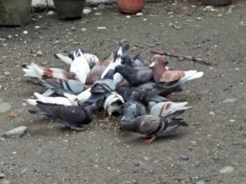 feeding the pigeons, with a happy and cheerful heart, — Steemit