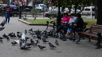 Women feed the pigeons sitting on the bench. Stock Video Footage ...