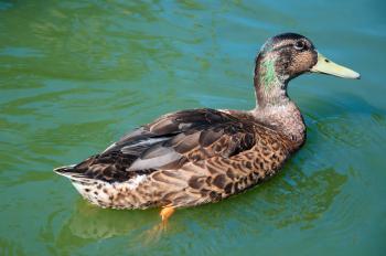 Female duck on water