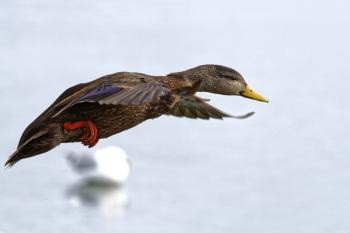 Female mallard duck in flight