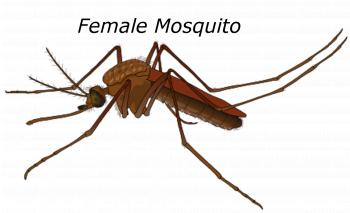 Female Mosquito