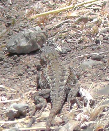 Western Fence Lizard – Friends of Edgewood