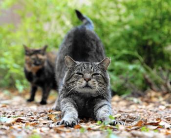 Evanston apartment complex employs feral cats to take on rats ...